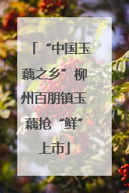 “中国玉藕之乡”柳州百朋镇玉藕抢“鲜”上市