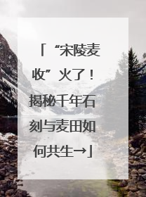 “宋陵麦收”火了！揭秘千年石刻与麦田如何共生→