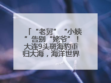 “老舅”“小姨”告别“姥爷”！大连9头斑海豹重归大海，海洋世界：它们已具备野外生存能力