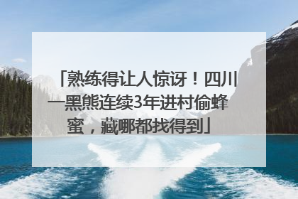 熟练得让人惊讶！四川一黑熊连续3年进村偷蜂蜜，藏哪都找得到