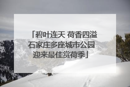 碧叶连天 荷香四溢 石家庄多座城市公园迎来最佳赏荷季