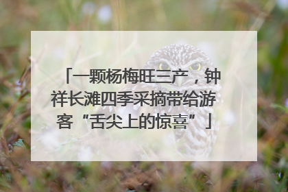 一颗杨梅旺三产，钟祥长滩四季采摘带给游客“舌尖上的惊喜”