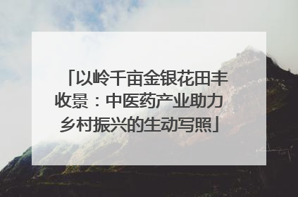 以岭千亩金银花田丰收景：中医药产业助力乡村振兴的生动写照
