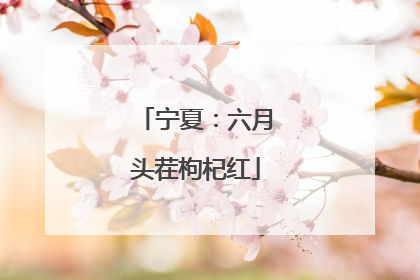 宁夏：六月头茬枸杞红