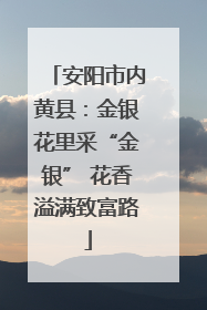 安阳市内黄县：金银花里采“金银” 花香溢满致富路