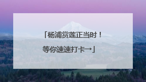 杨浦赏莲正当时！等你速速打卡→