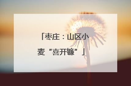 枣庄：山区小麦“喜开镰”