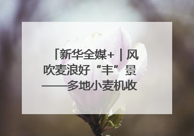 新华全媒+｜风吹麦浪好“丰”景——多地小麦机收一线见闻