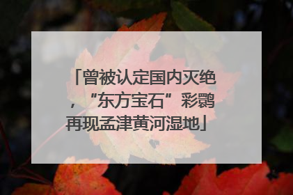 曾被认定国内灭绝，“东方宝石”彩鹮再现孟津黄河湿地