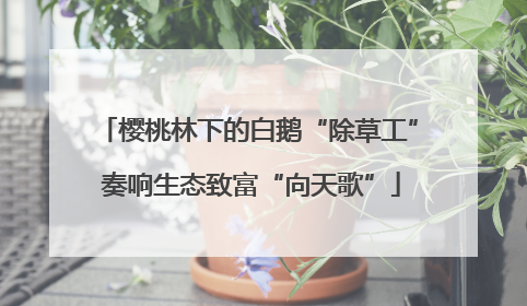 樱桃林下的白鹅“除草工” 奏响生态致富“向天歌”