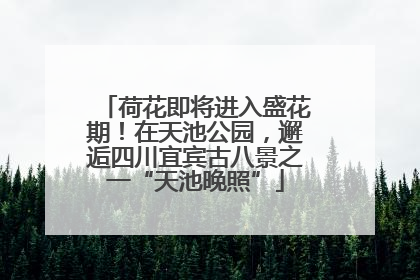 荷花即将进入盛花期！在天池公园，邂逅四川宜宾古八景之一“天池晚照”