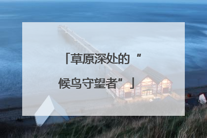 草原深处的“候鸟守望者”