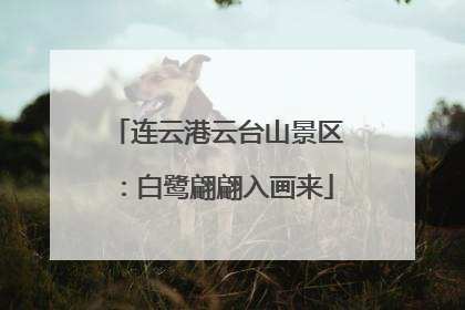 连云港云台山景区:白鹭翩翩入画来