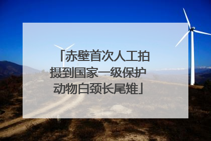 赤壁首次人工拍摄到国家一级保护动物白颈长尾雉