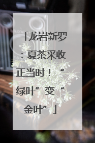 龙岩新罗：夏茶采收正当时！“绿叶”变“金叶”